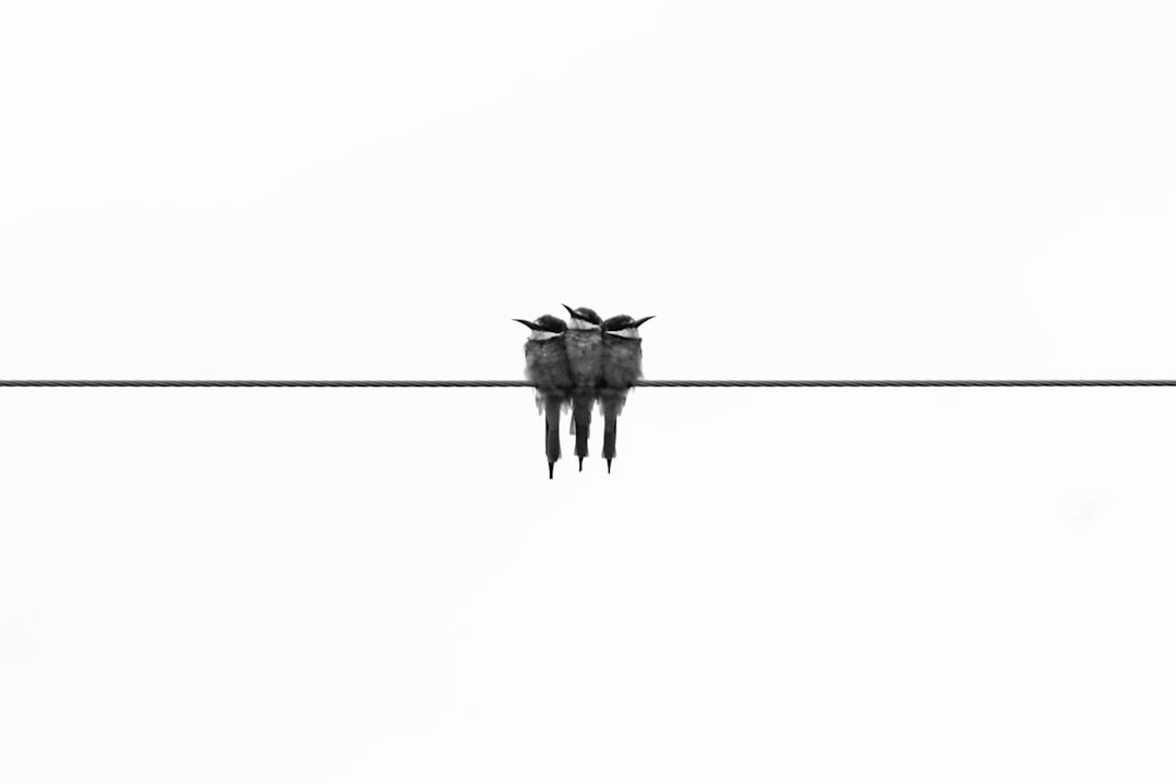 Photo minimalism
