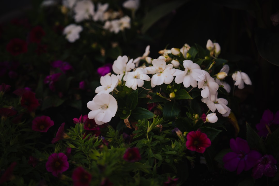 Photo air-purifying flowers