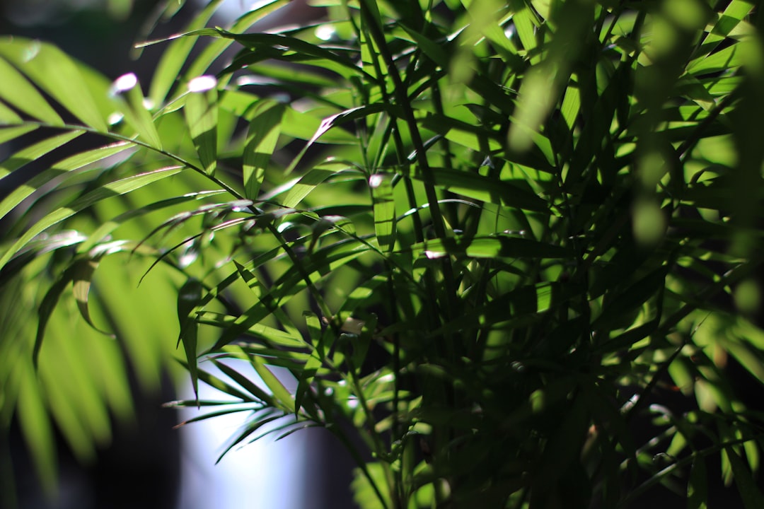Photo flowering houseplant